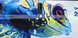 Fish market vehicle wrap
